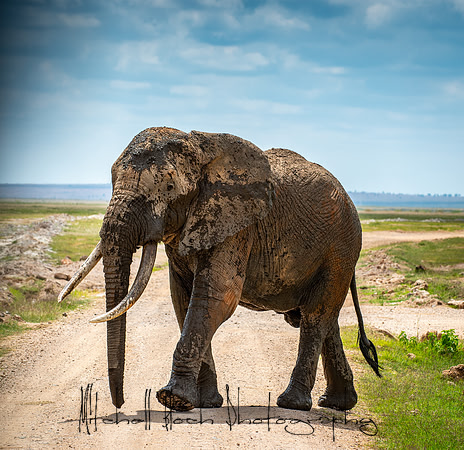 20190602_africa_1387.jpg