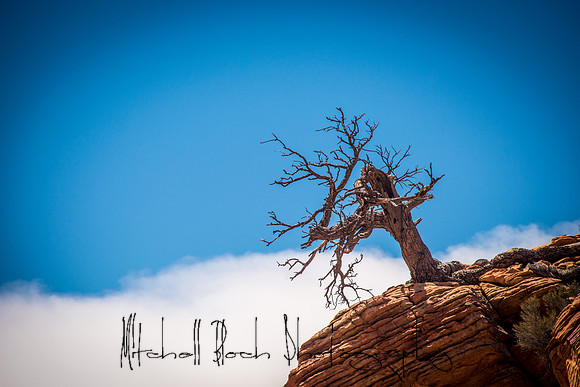 20140727__zion_0125