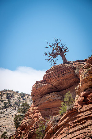 20140727__zion_0114