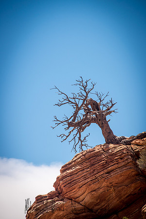 20140727__zion_0116