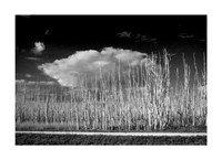 Everglades & Ocean Black & White