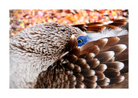 Animals Color