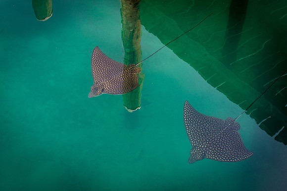 20140822_cat_cay_0042
